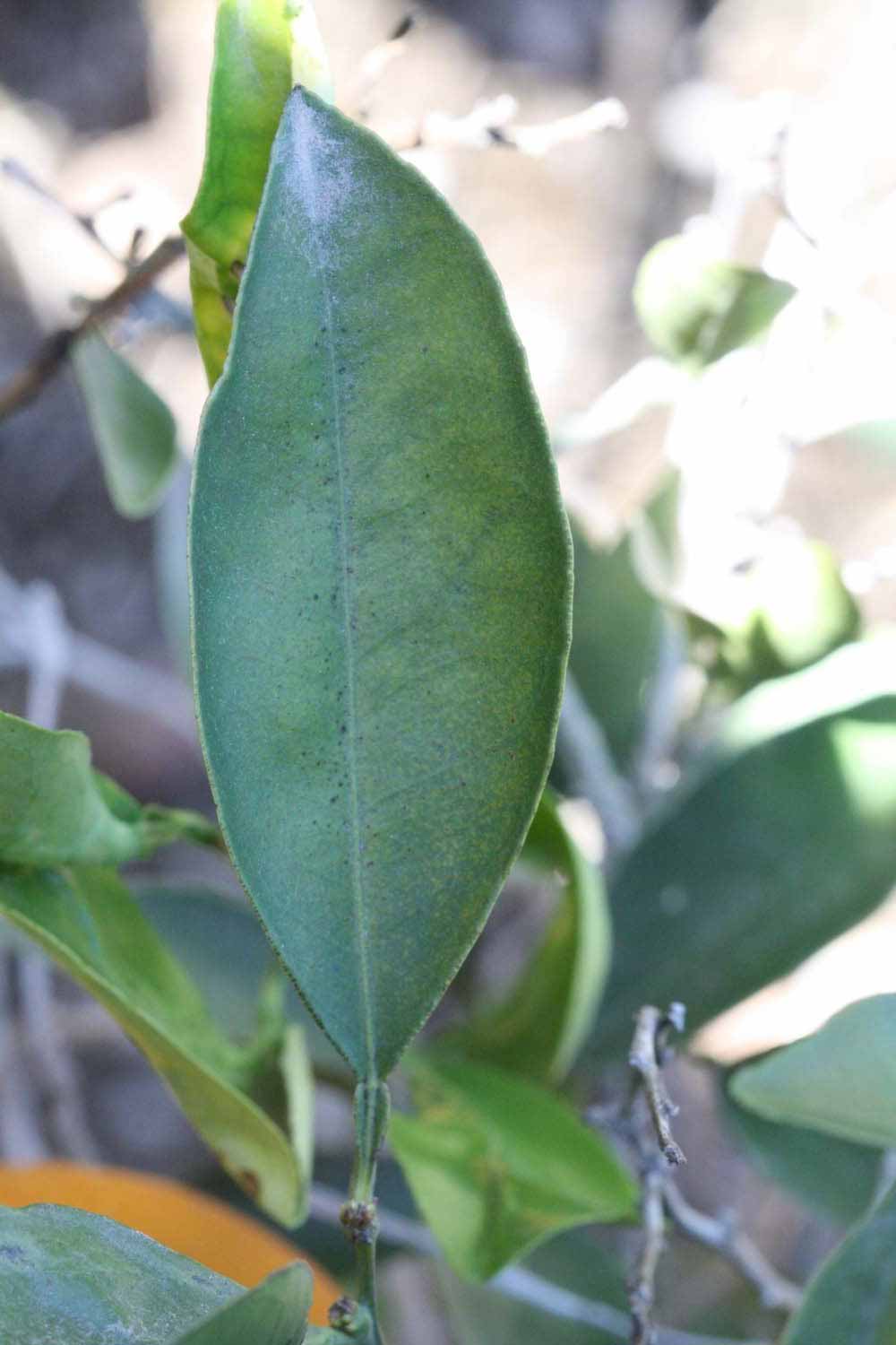              Unifoliolate leaf (Riverside, CA)       